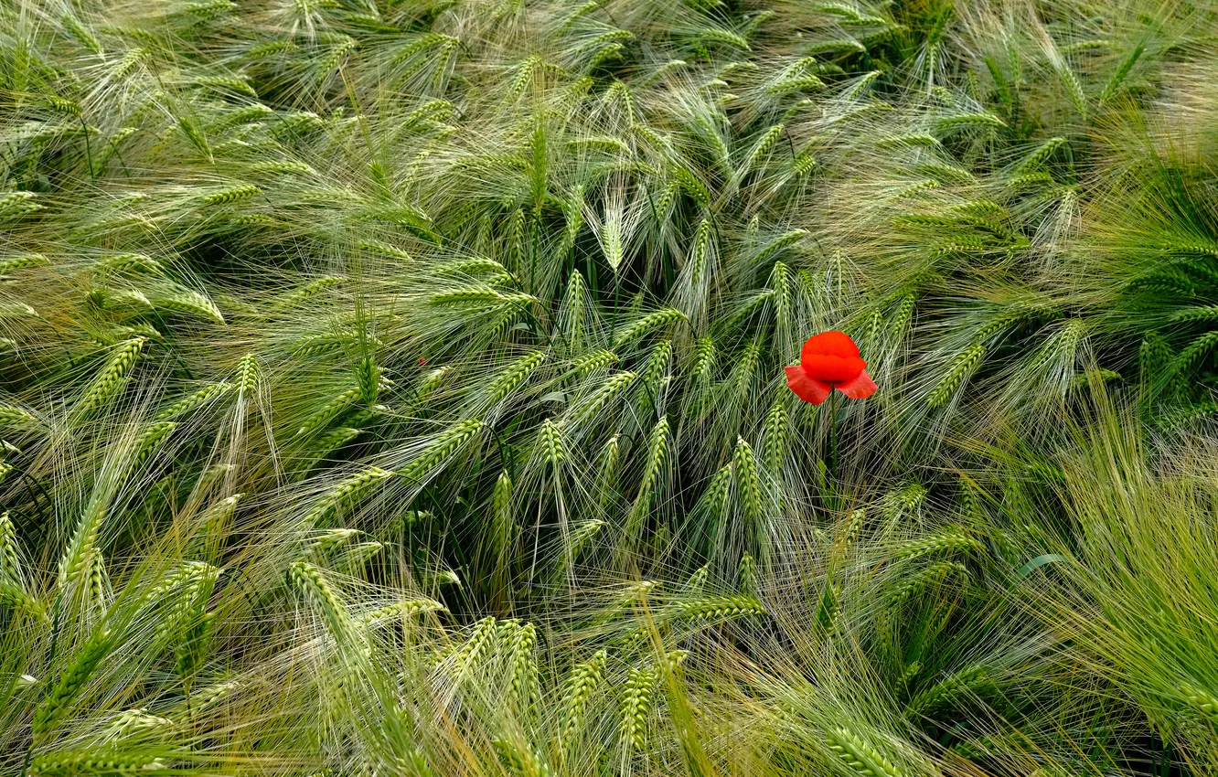 Photo wallpaper field, flowers, Mac, rye, ears, rye field