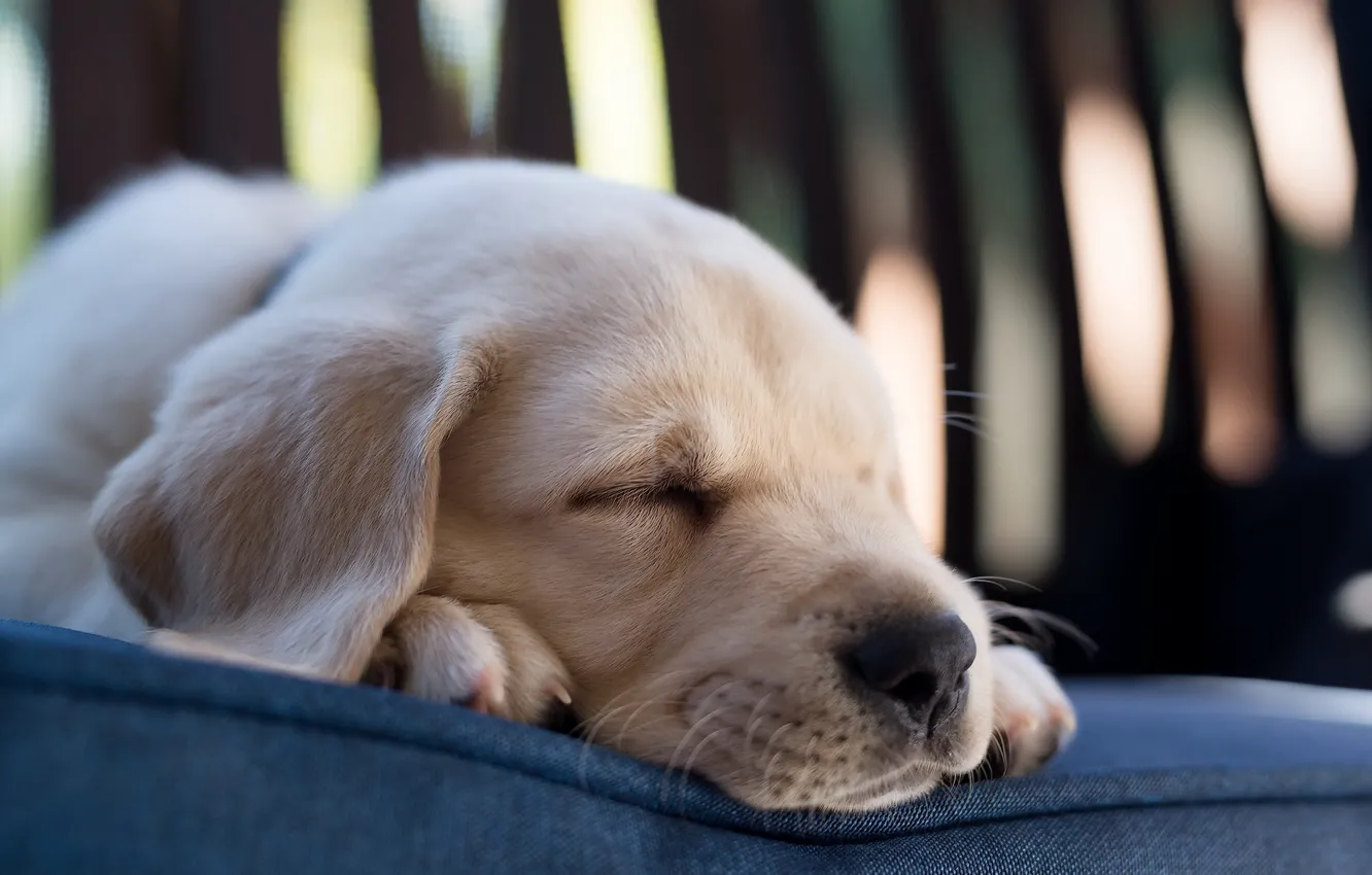 Photo wallpaper each, home, dog