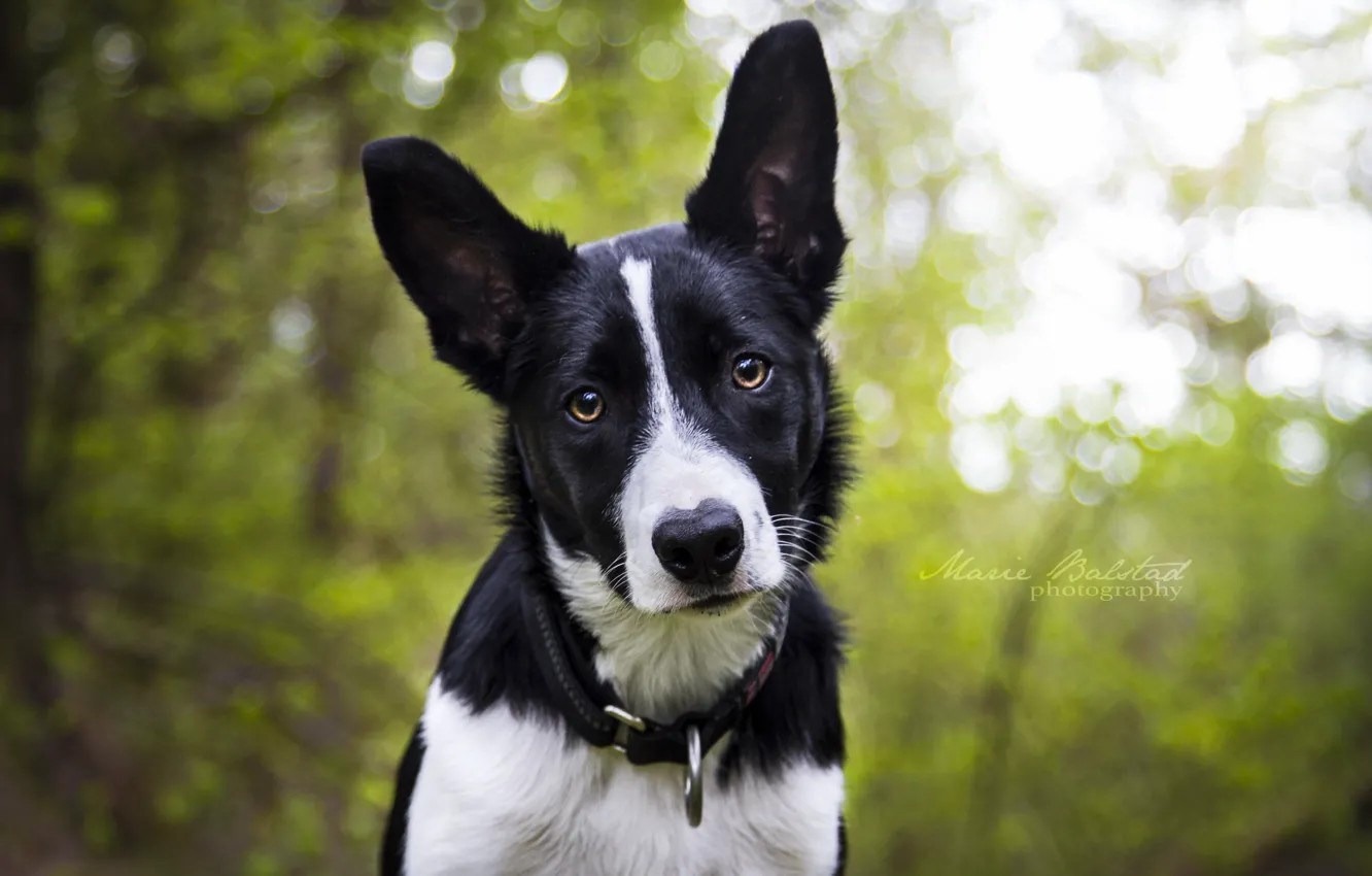 Photo wallpaper look, each, dog