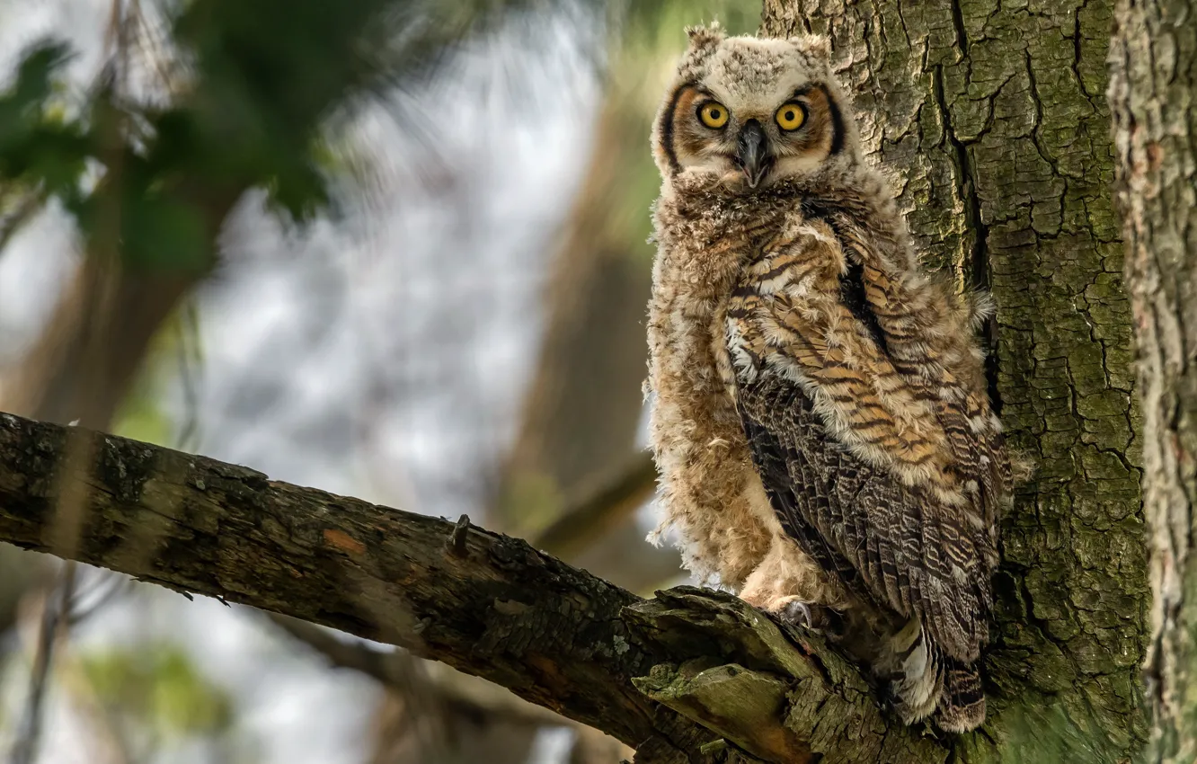 Photo wallpaper look, trees, branches, nature, background, owl, bird, bark