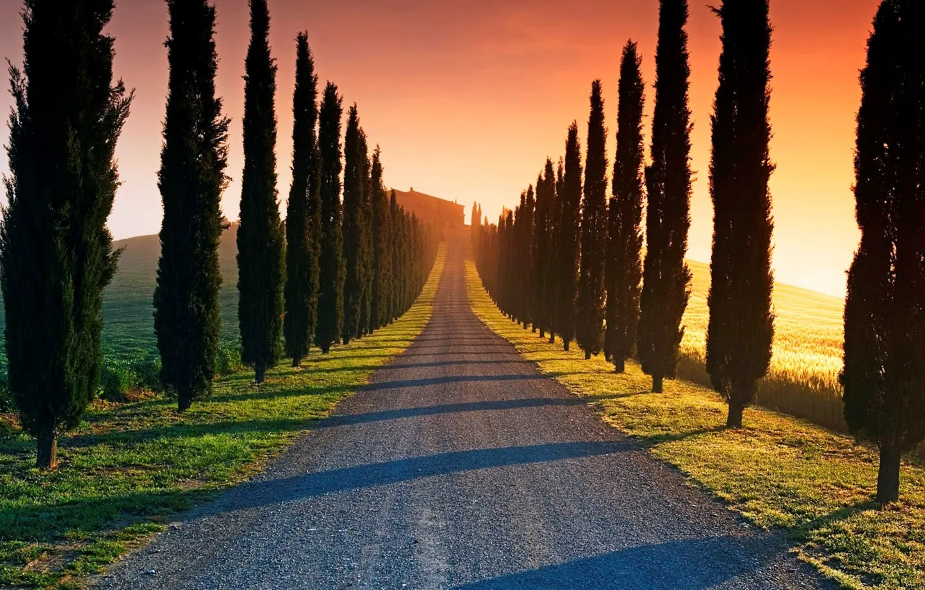 Photo wallpaper Sunset, Road, Trees