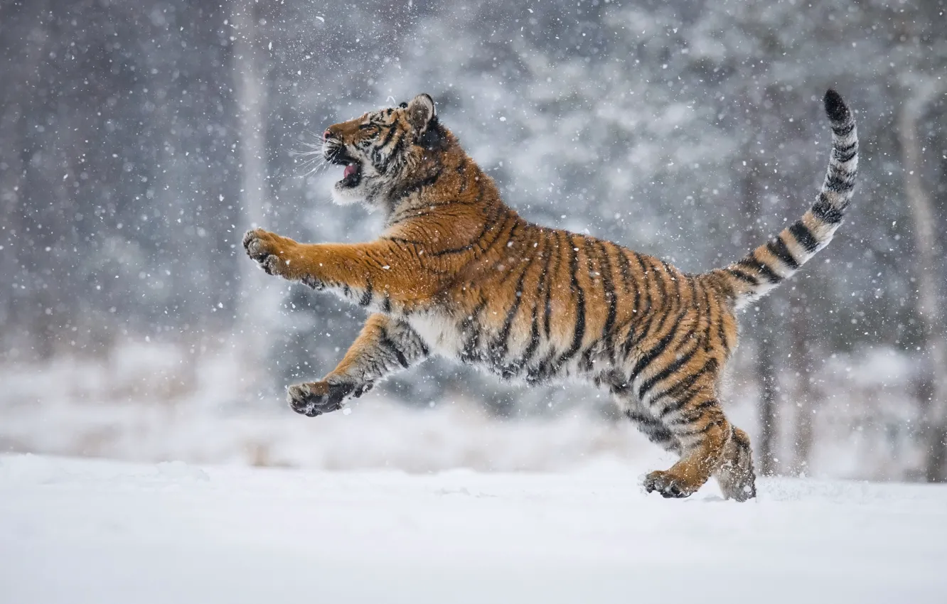 Photo wallpaper snow, tiger, tiger, snow, Petr Simon