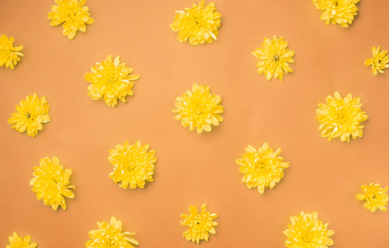 Photo wallpaper flowers, background, yellow, buds, yellow, flowers, orange