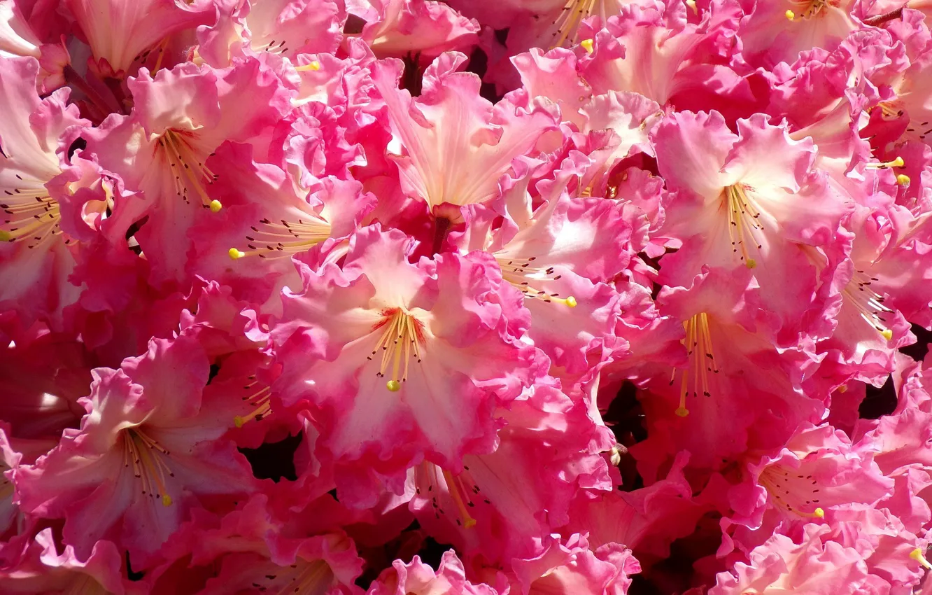 Photo wallpaper pink, Flowers, flowering