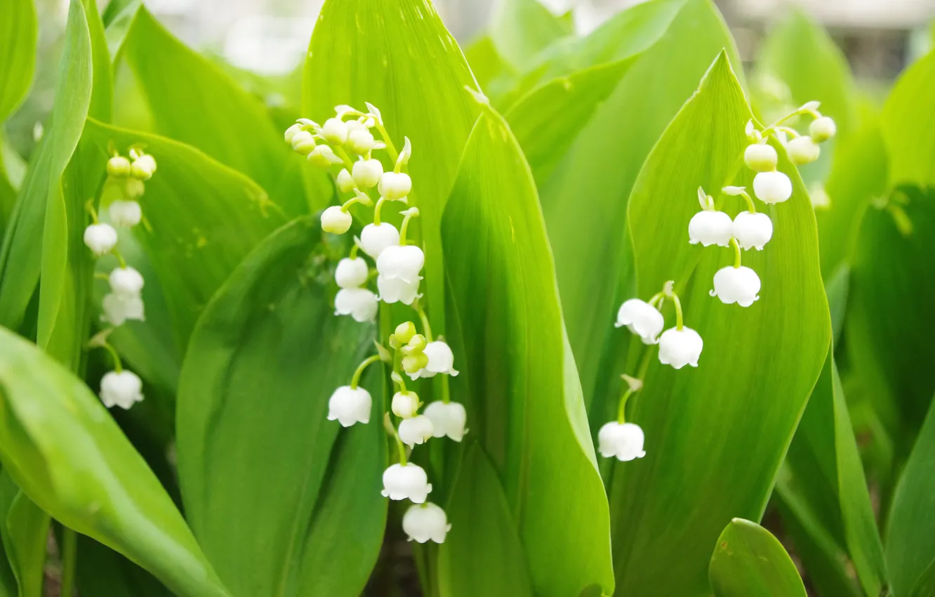 Photo wallpaper leaves, flowers, sprig, spring, white, lilies of the valley
