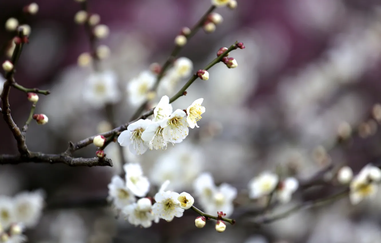 Photo wallpaper flowers, branches, tree, spring, flowering, fruit