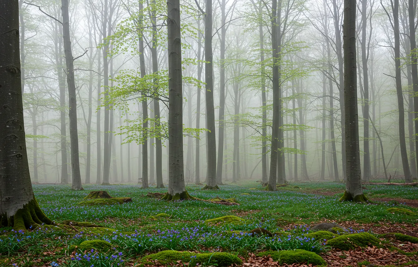 Photo wallpaper forest, trees, fog, spring, wallpaper, forest, trees, fog
