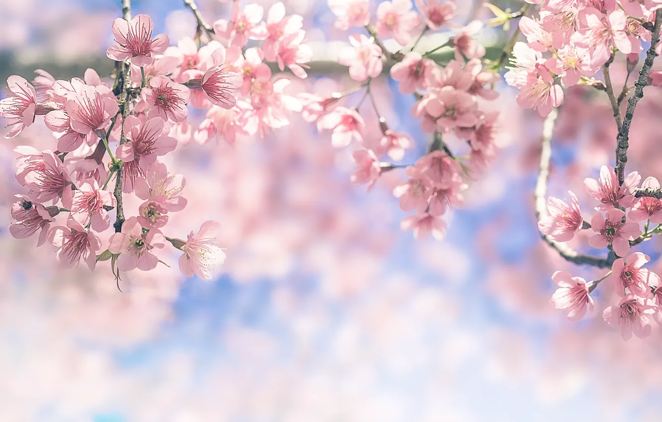 Photo wallpaper the sky, branches, spring, Sakura, flowering, pink, blossom, sakura