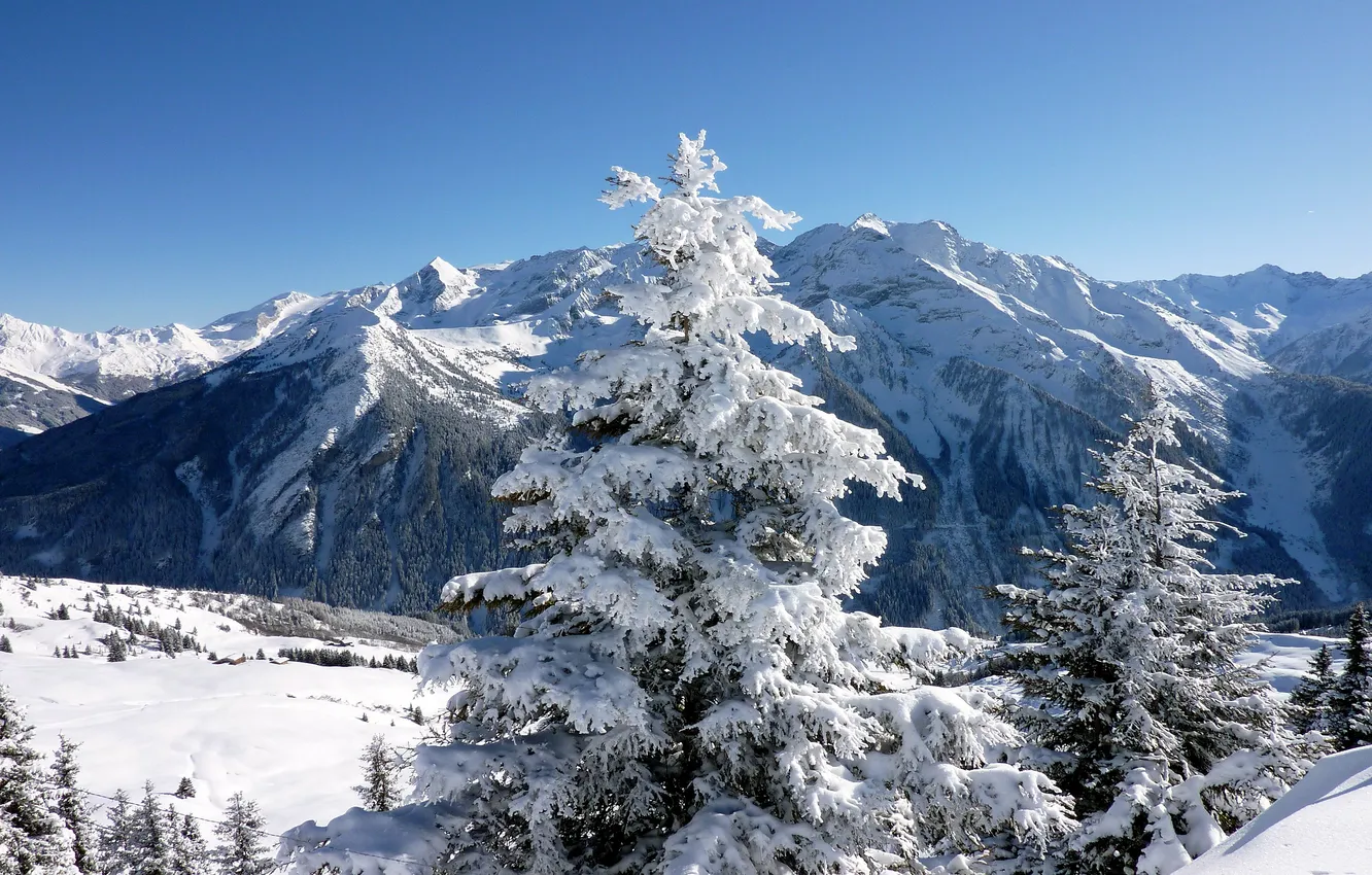 Photo wallpaper winter, frost, forest, light, snow, mountains, in the snow, tops