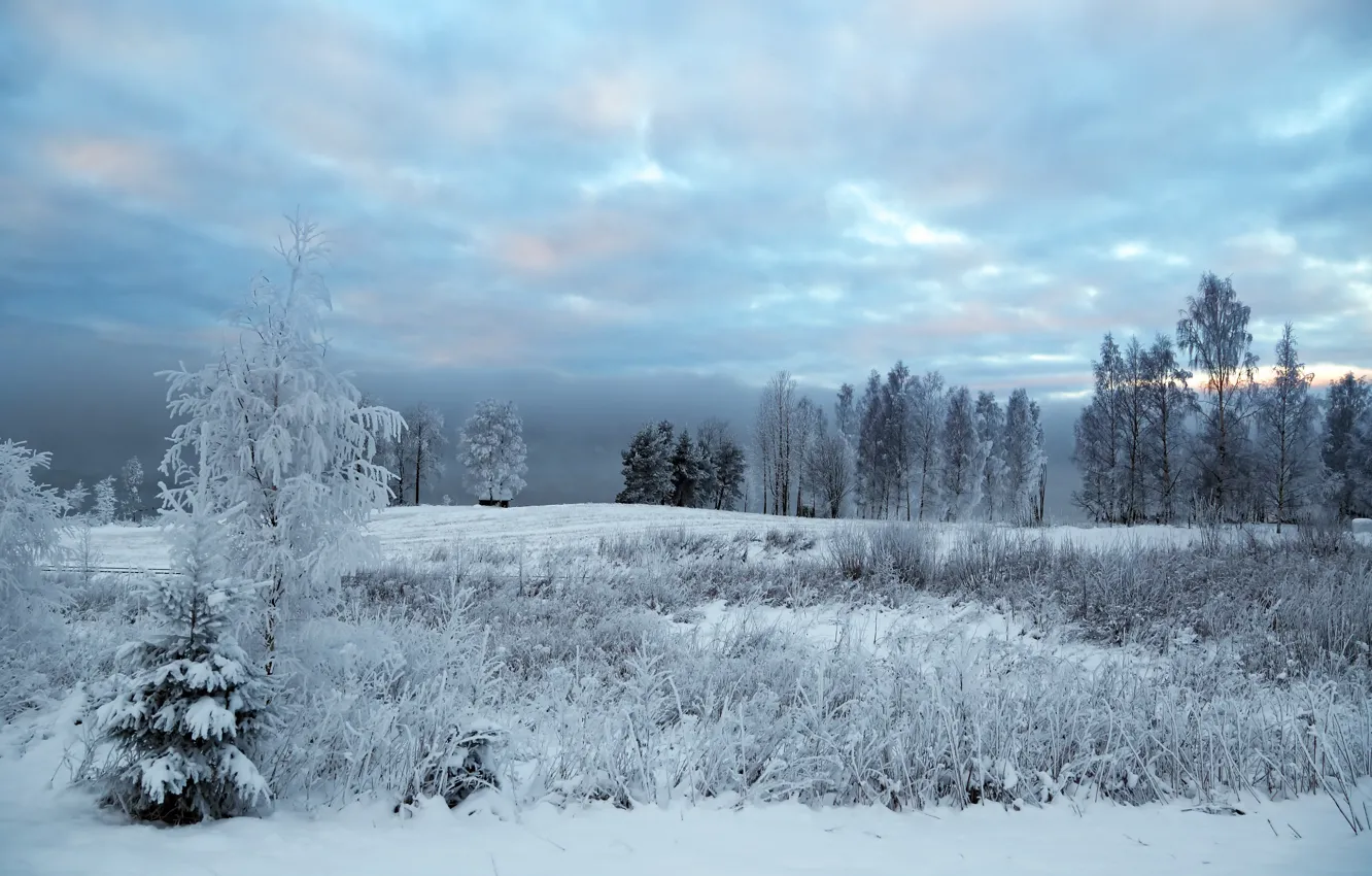 Photo wallpaper cold, winter, snow, nature