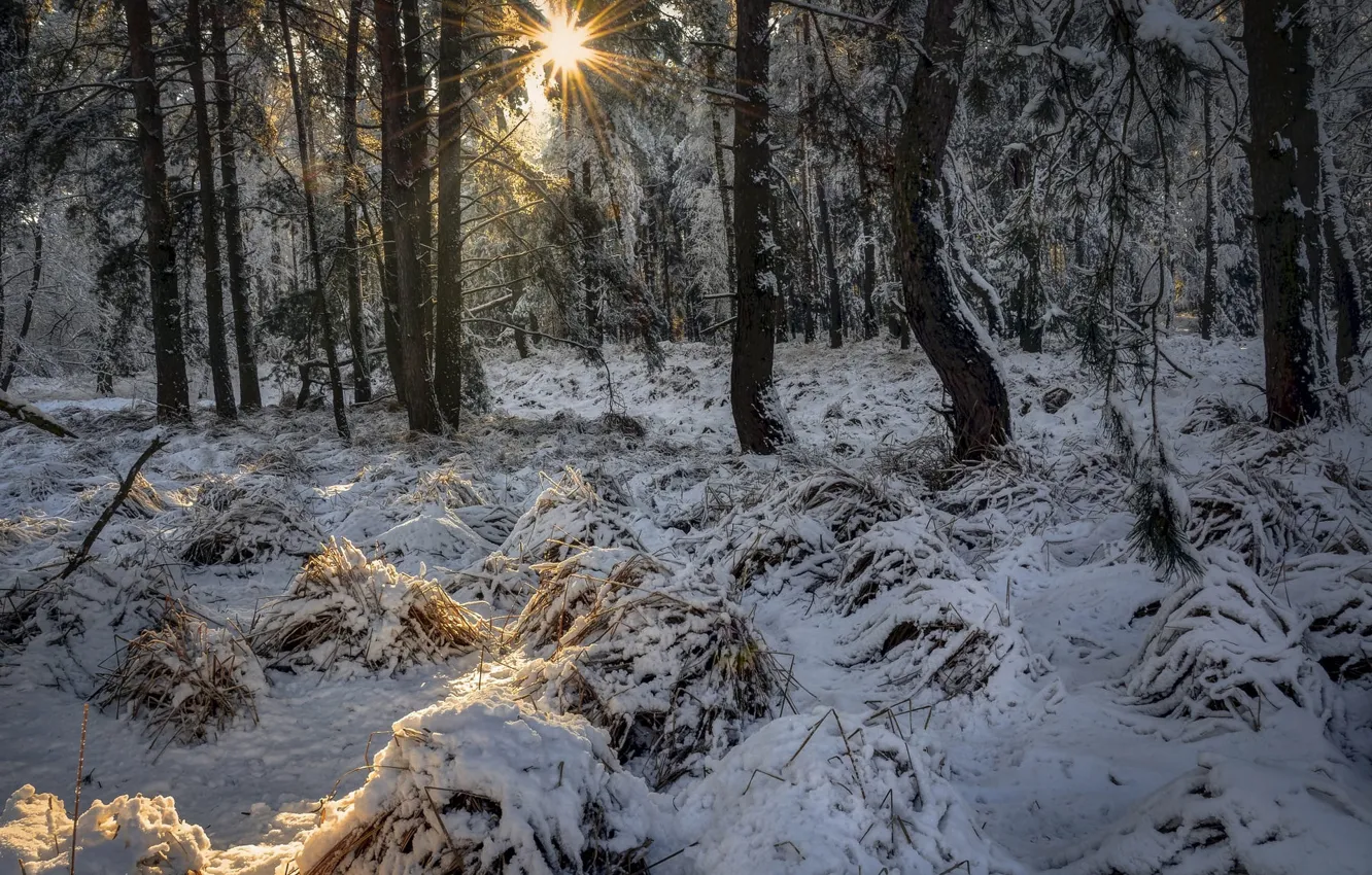 Photo wallpaper winter, frost, forest, grass, the sun, rays, light, snow