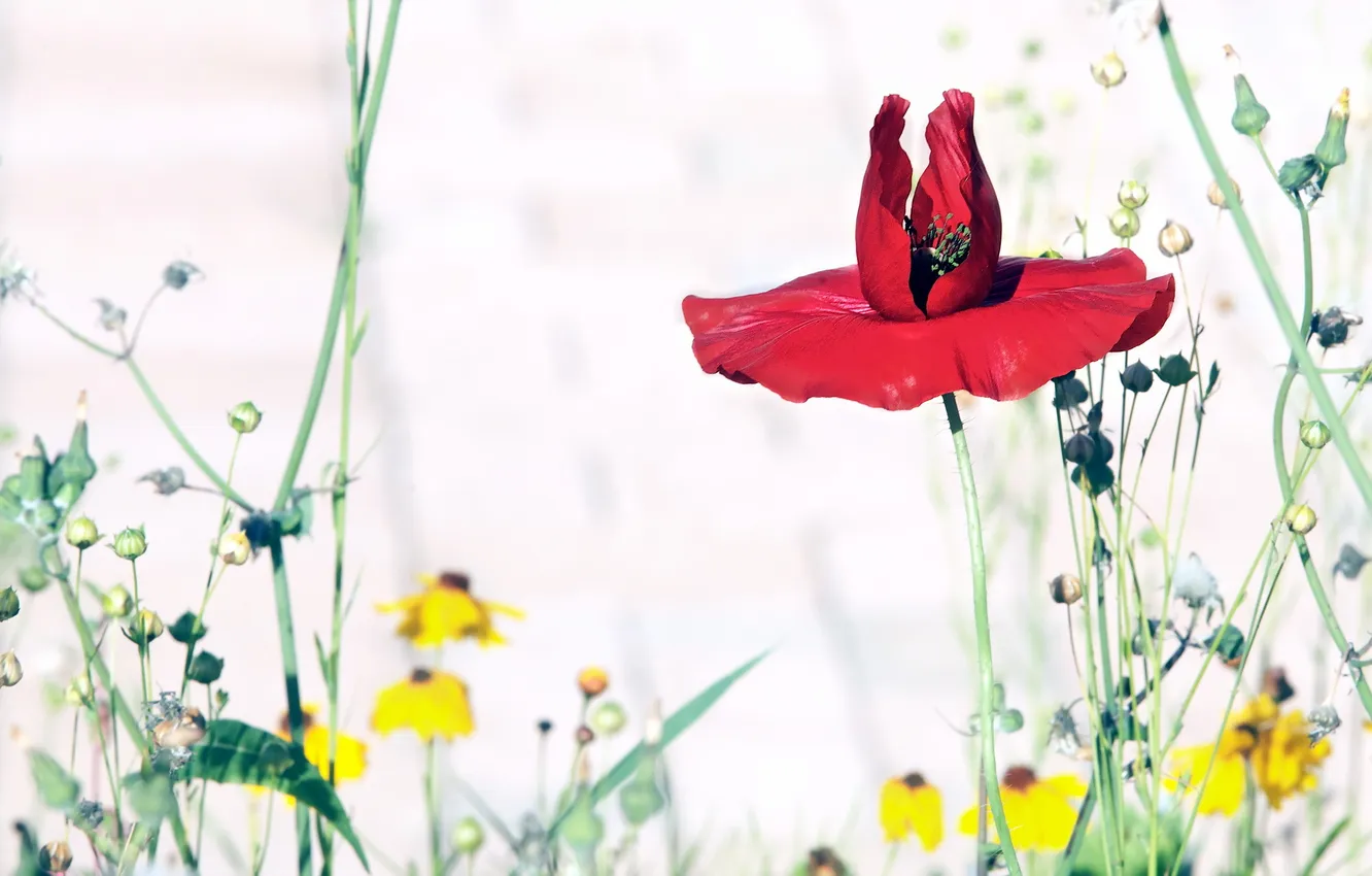 Photo wallpaper flowers, nature, Mac