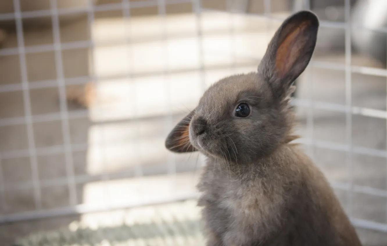 Photo wallpaper grey, cell, rabbit, rabbit