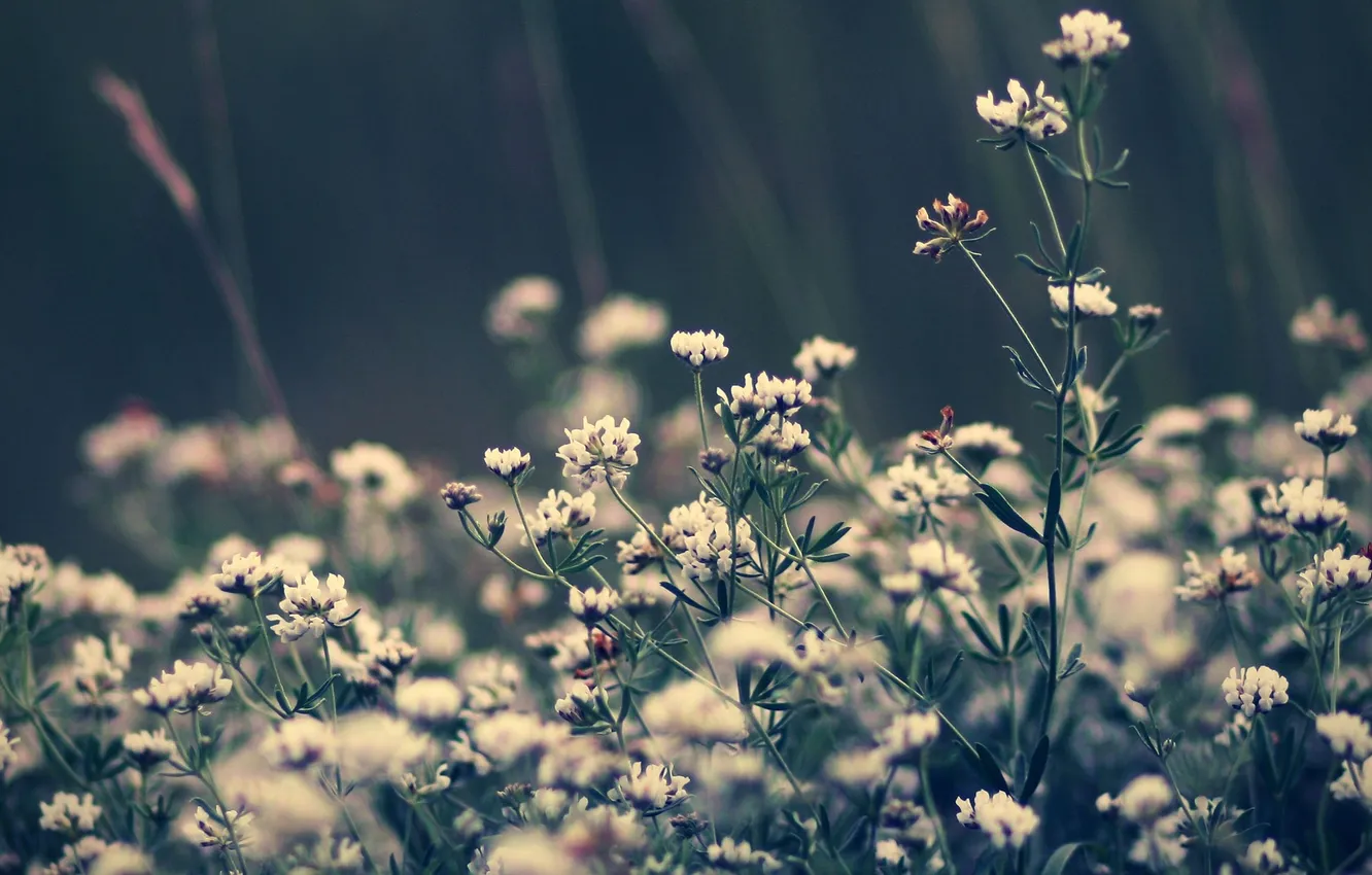 Photo wallpaper grass, macro, flowers, nature, plant, color, clover