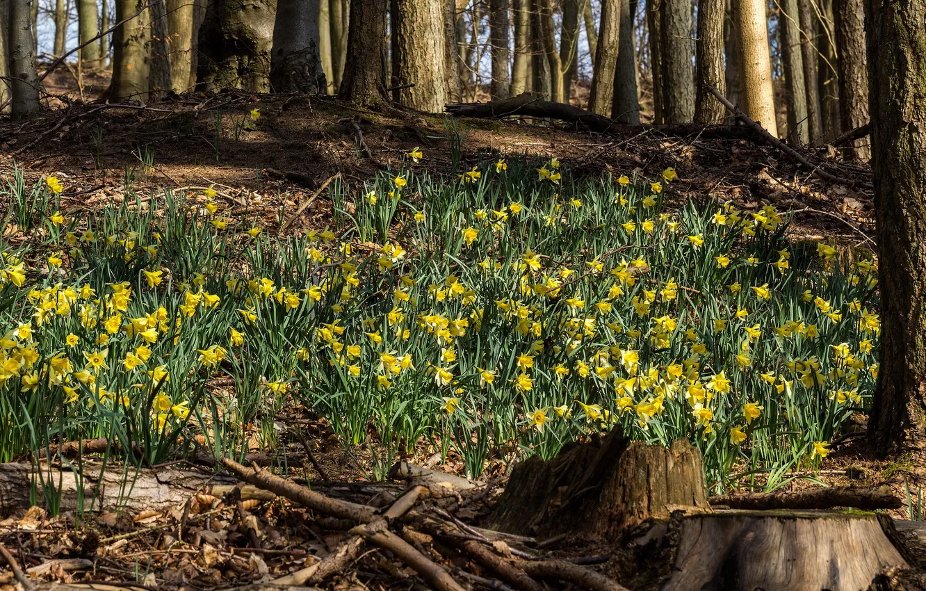 Photo wallpaper forest, trees, flowers, spring, daffodils