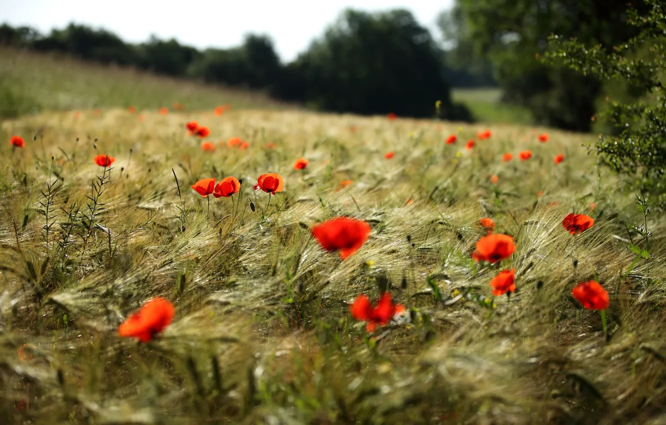 Photo wallpaper field, flowers, red, Maki