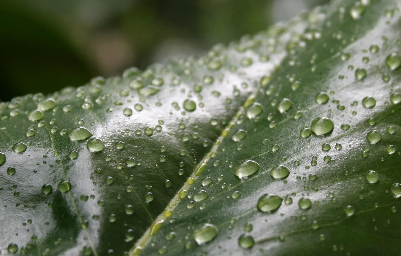 Photo wallpaper water, drops, surface, green, Rosa, leaf