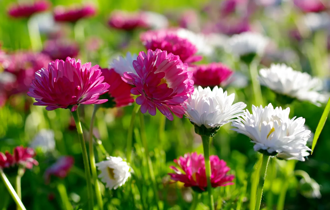 Photo wallpaper summer, flowers, nature, beauty, spring, meadow