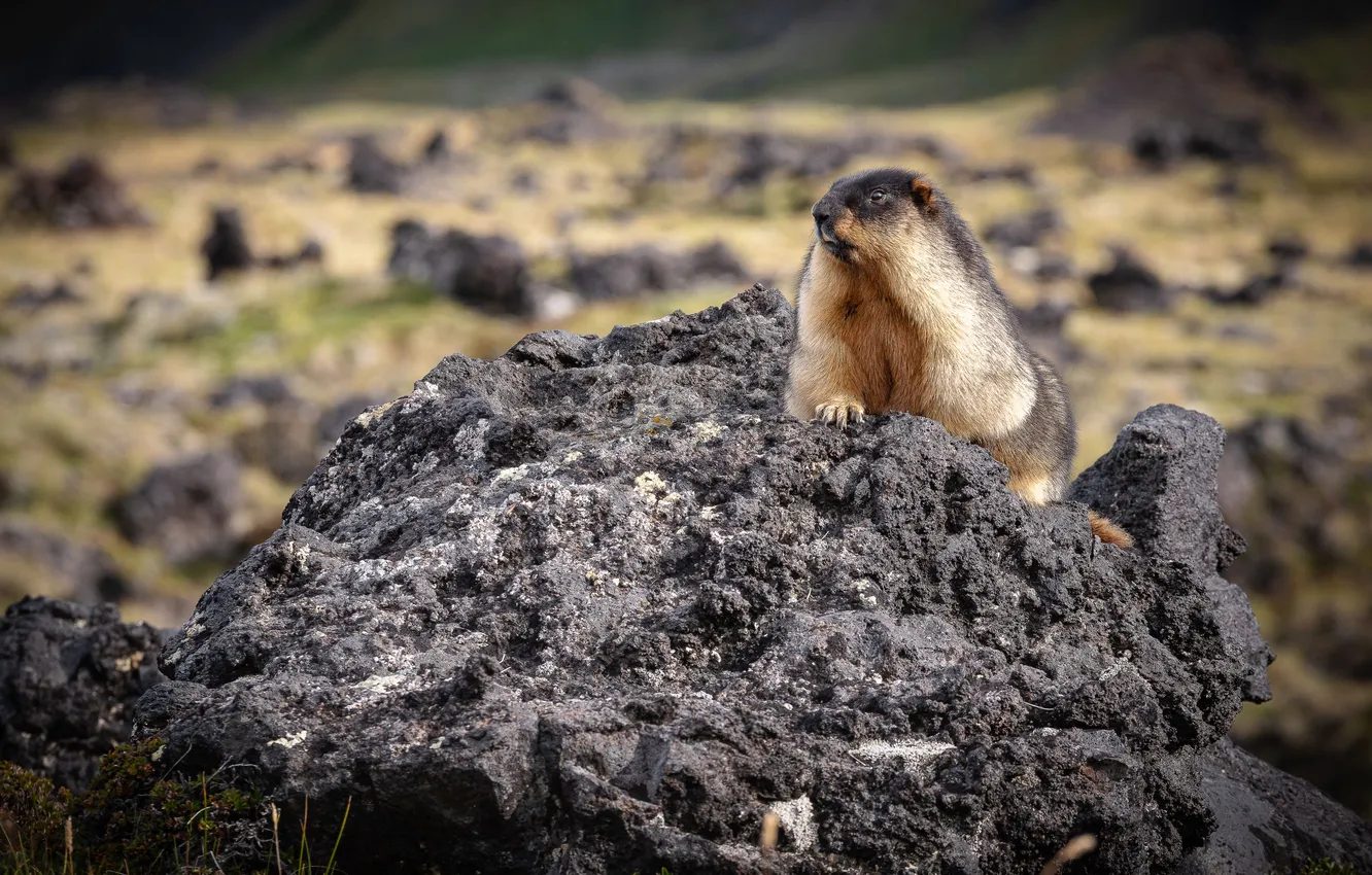 Photo wallpaper nature, gopher, the observer, Denis Zakalyapin