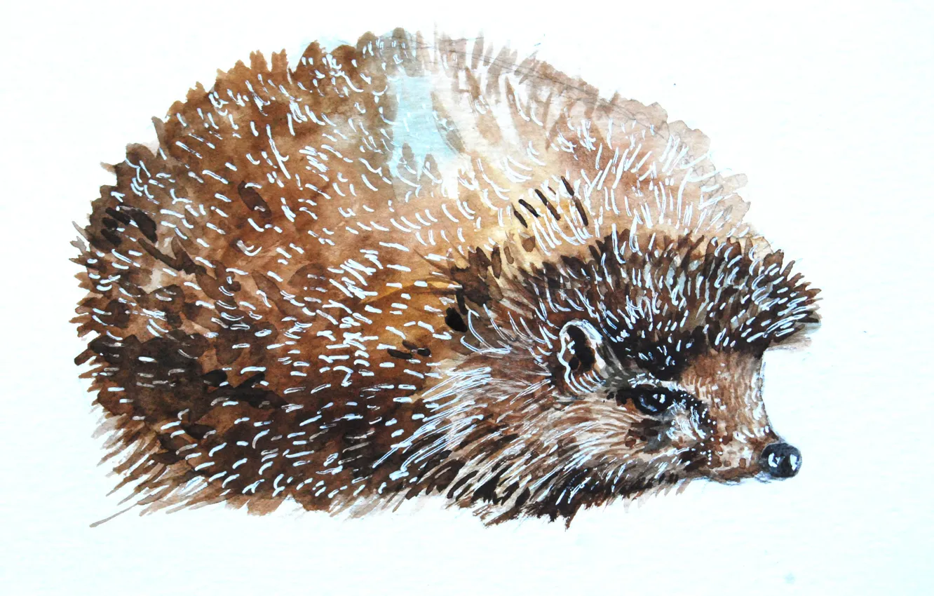 Photo wallpaper barb, muzzle, watercolor, hedgehog