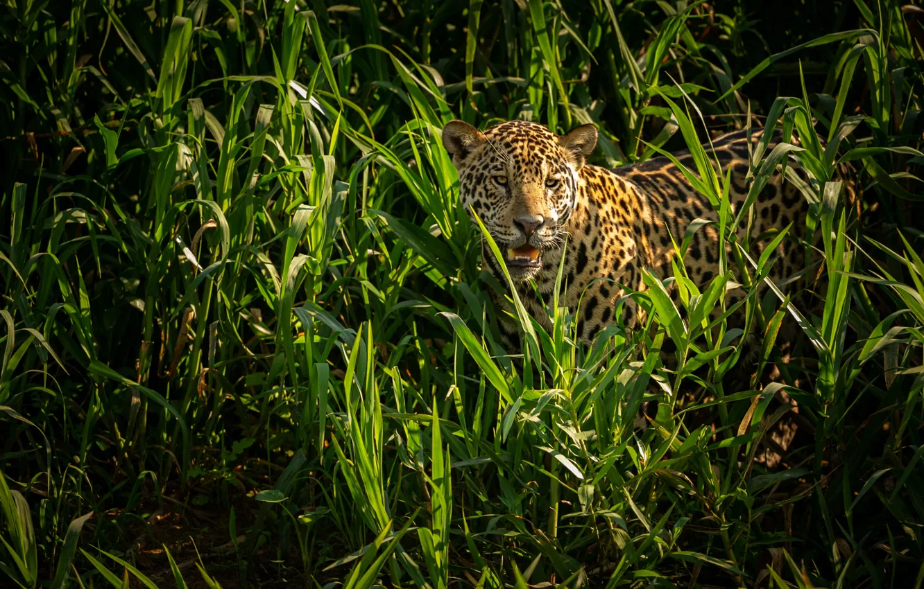 Photo wallpaper grass, face, light, thickets, Jaguar