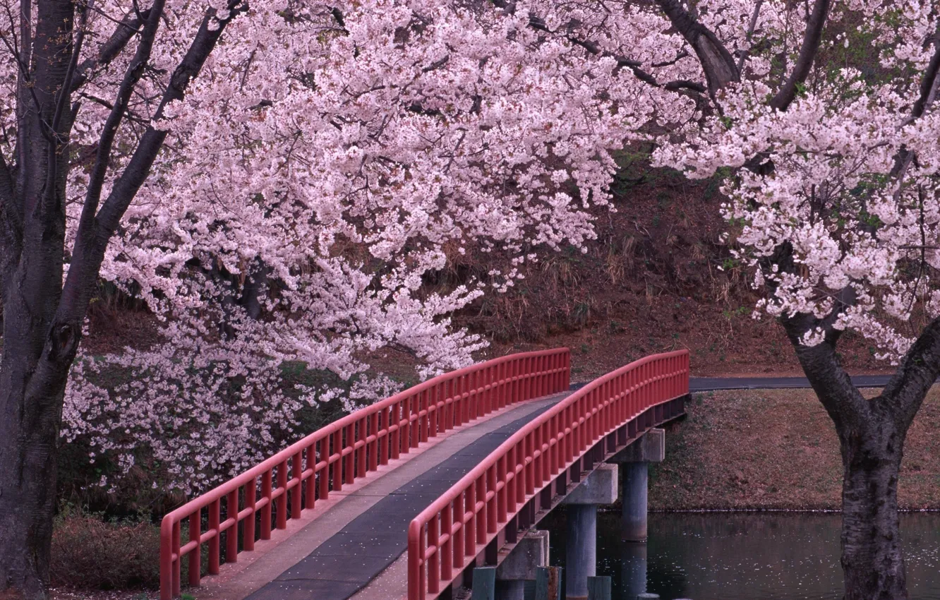 Photo wallpaper bridge, Japan, Sakura, Japan, flowering