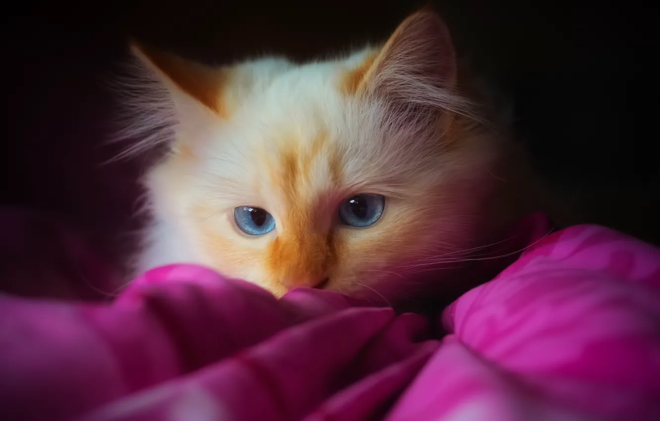 Photo wallpaper cat, cat, look, the dark background, portrait, fluffy, blanket, red