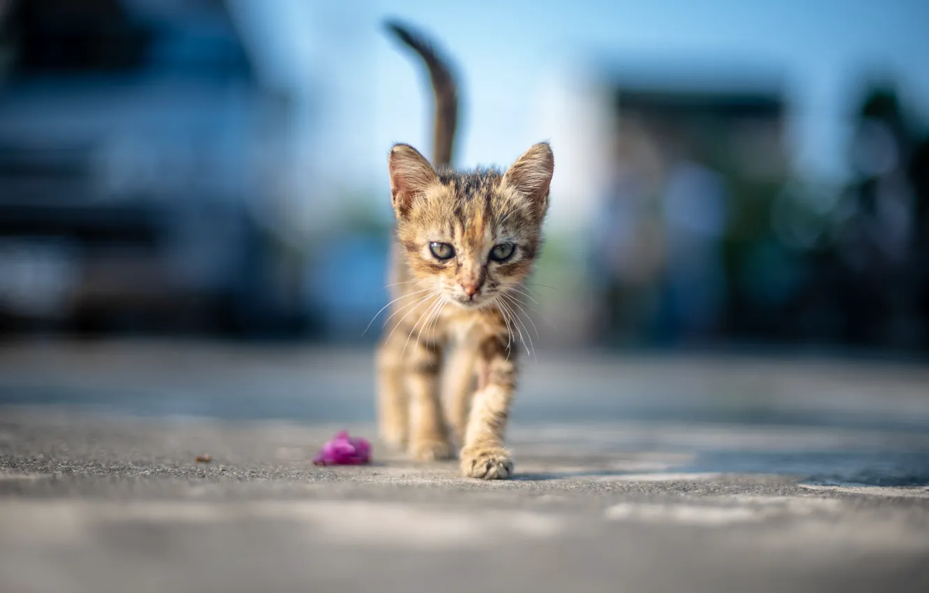 Photo wallpaper cat, baby, walk, kitty