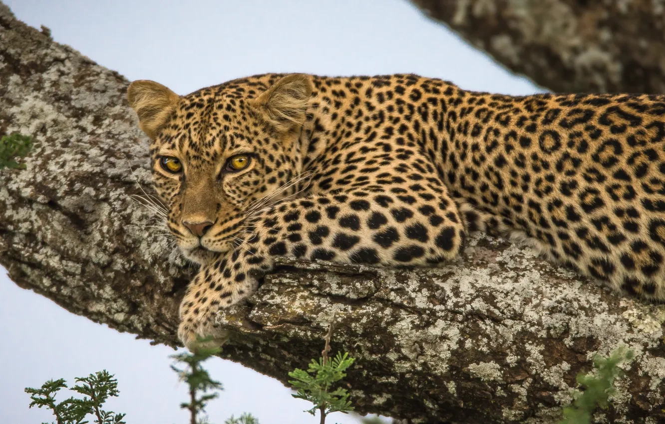 Photo wallpaper look, trees, leopard