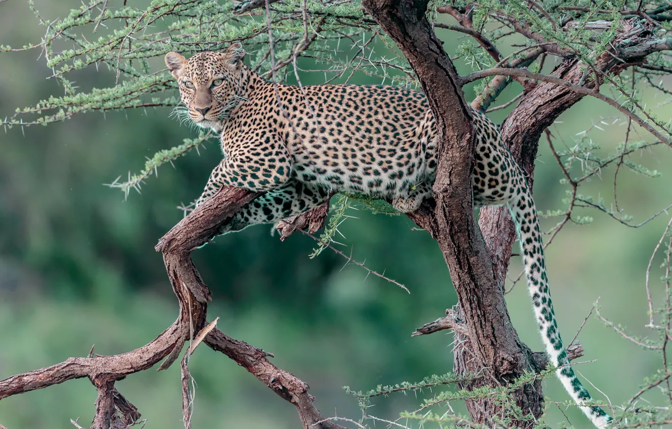 Photo wallpaper tree, stay, leopard, wild cat, on the tree