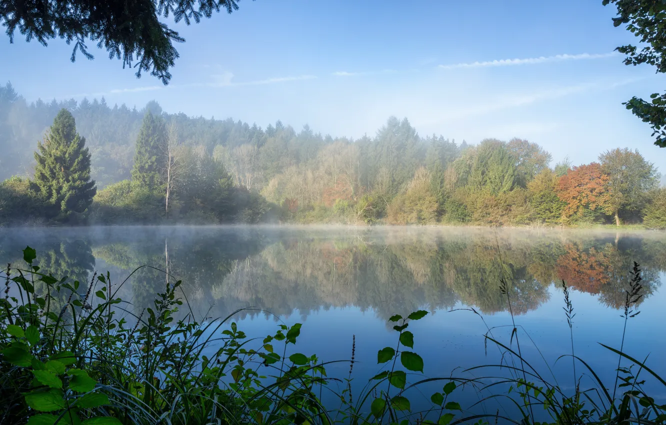 Photo wallpaper autumn, forest, trees, lake, morning, haze