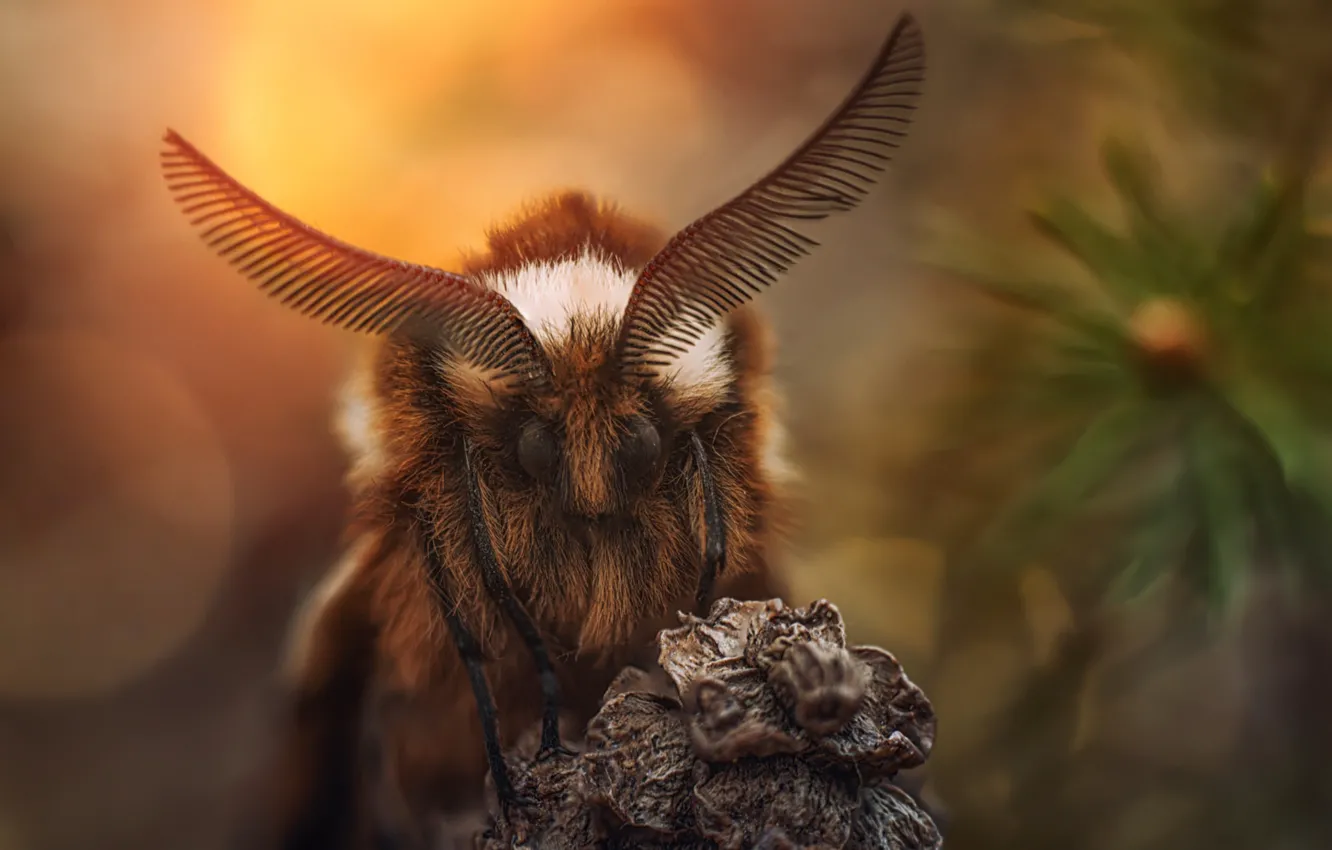 Photo wallpaper antennae, bumps, moth