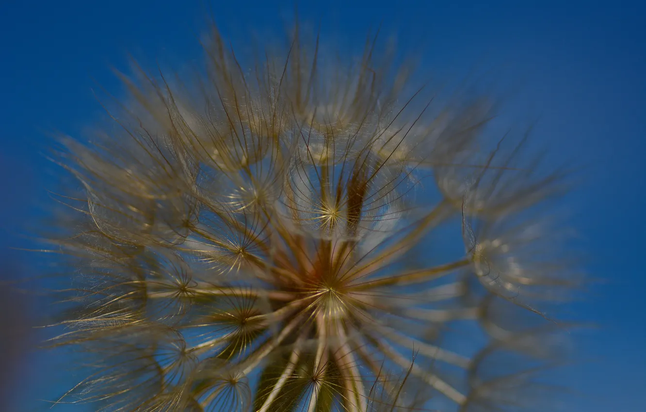 Photo wallpaper the sky, dandelion, macro flowers nature