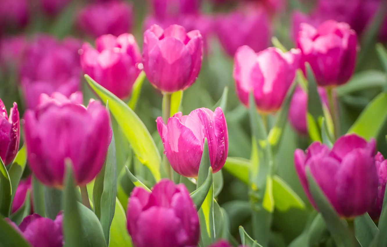 Photo wallpaper flowers, tulips, pink, pink, flowers, tulips, purple