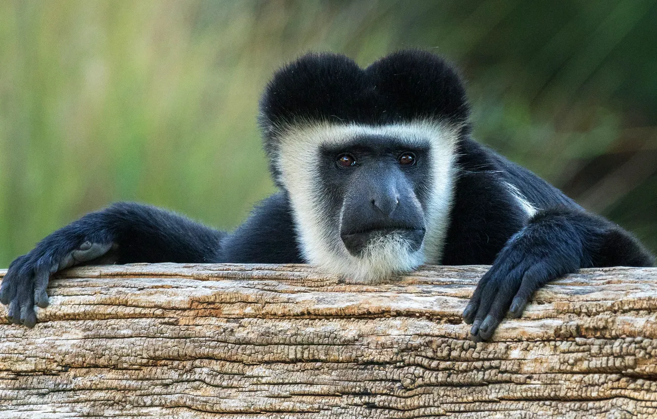 Photo wallpaper look, face, background, black, portrait, paws, monkey, log