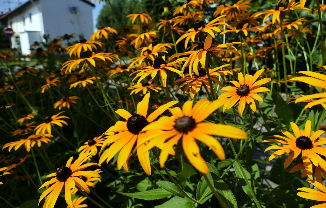 Photo wallpaper field, grass, flowers, nature, green