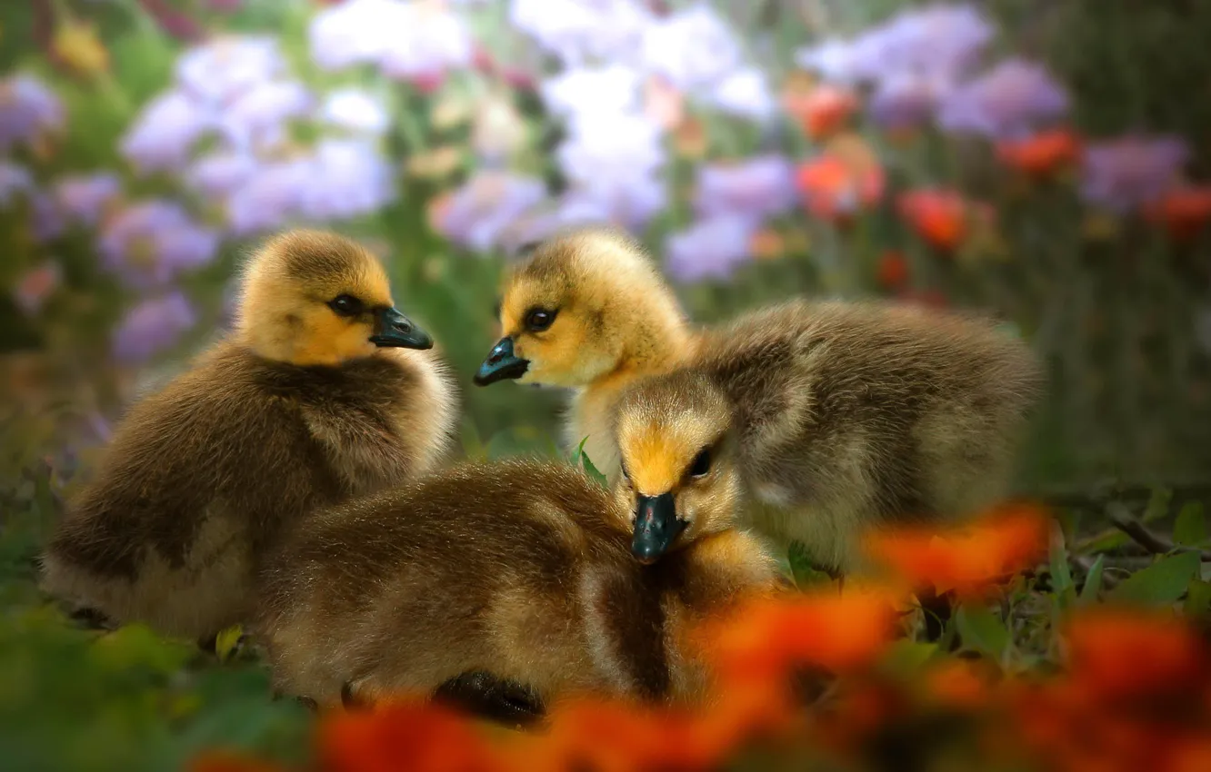 Photo wallpaper nature, bird, duck, Chicks, the goslings