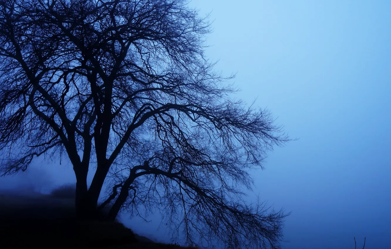 Photo wallpaper dark, forest, tree, fog