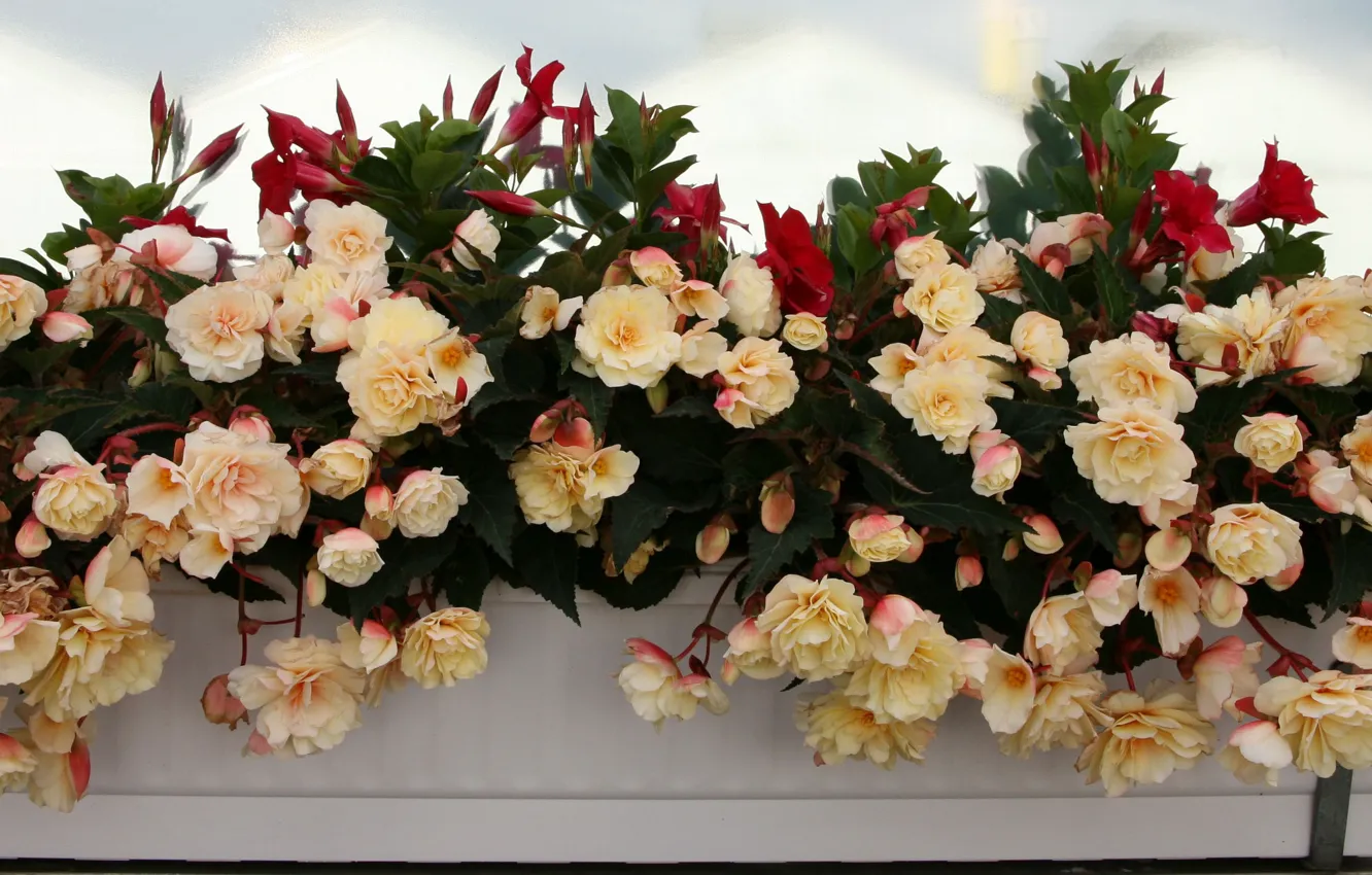 Photo wallpaper flowers, a lot, begonia