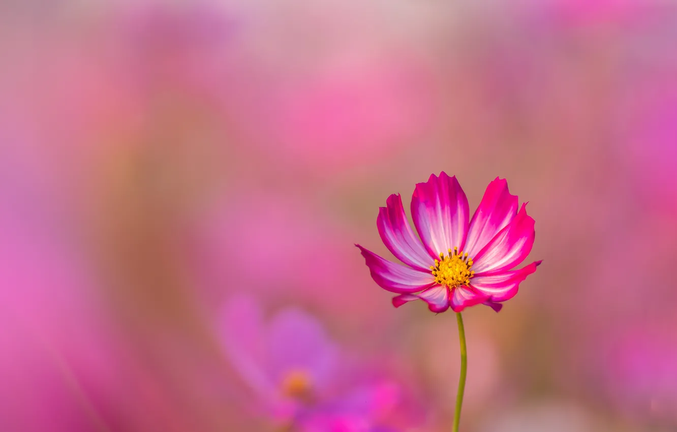 Photo wallpaper flowers, pink, kosmeya