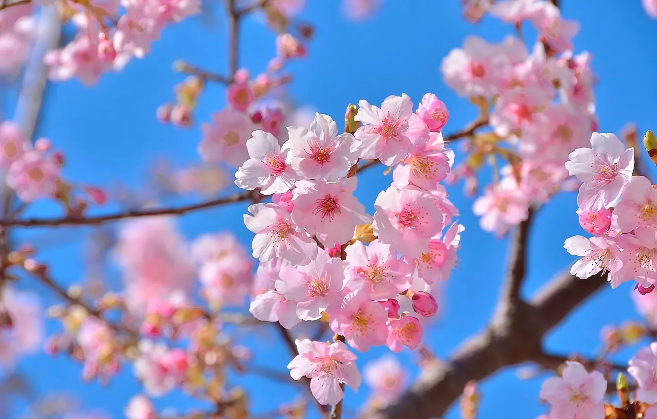 Photo wallpaper flowers, nature, beauty, spring, Sakura