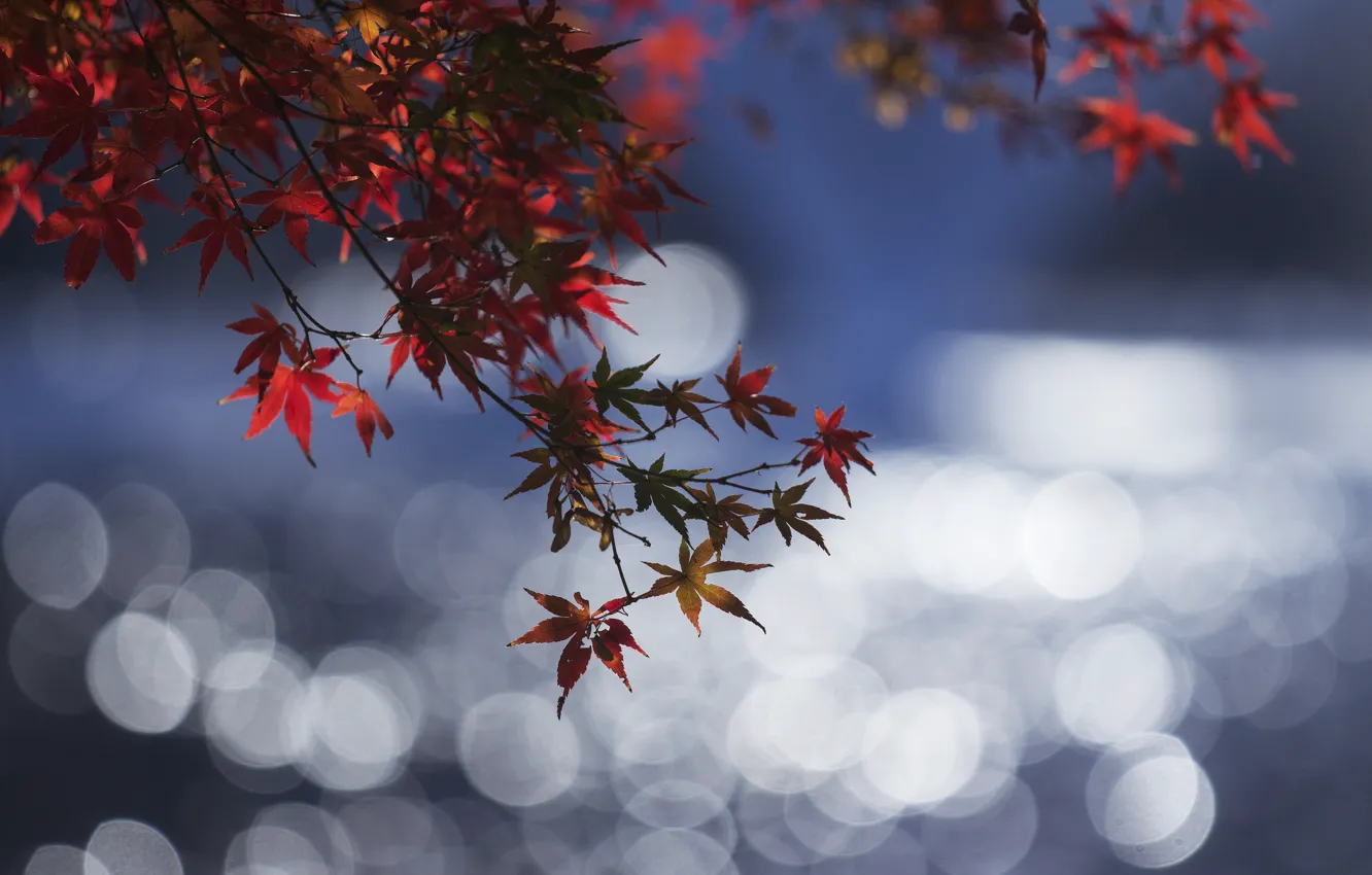 Photo wallpaper autumn, leaves, water, reflection, branch, Blik, the crimson