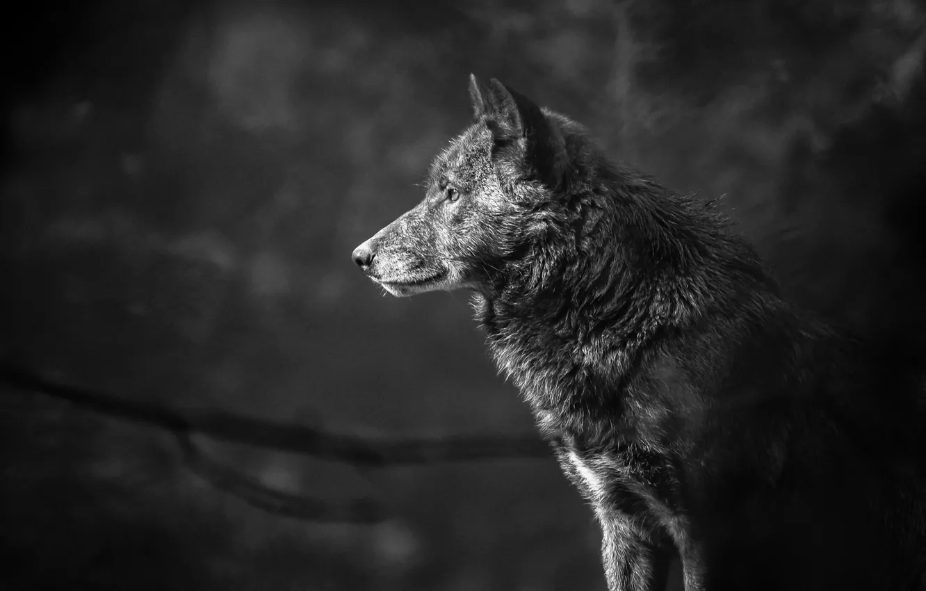 Photo wallpaper wolf, portrait, predator, profile, black and white, monochrome