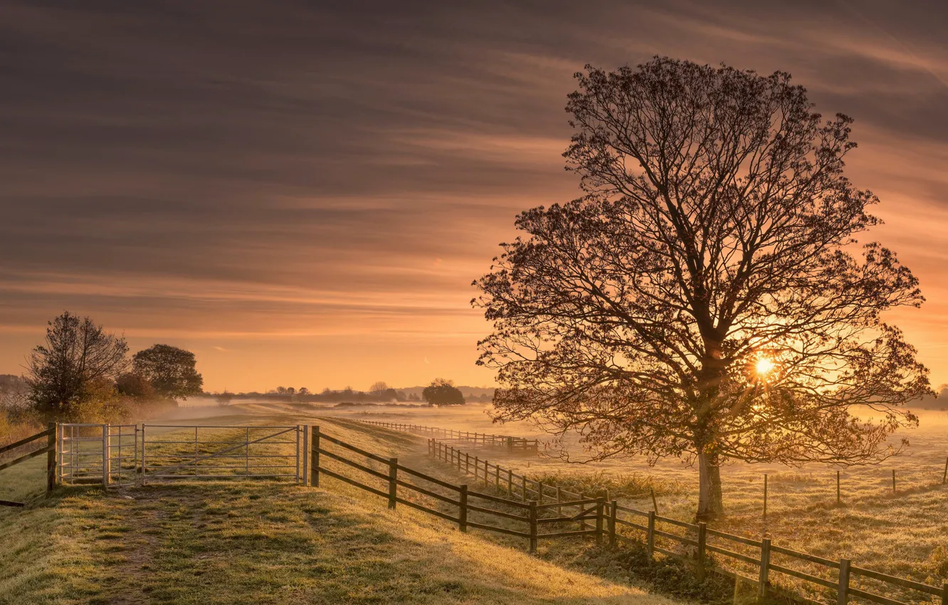 Photo wallpaper trees, sunset, the fence, fence