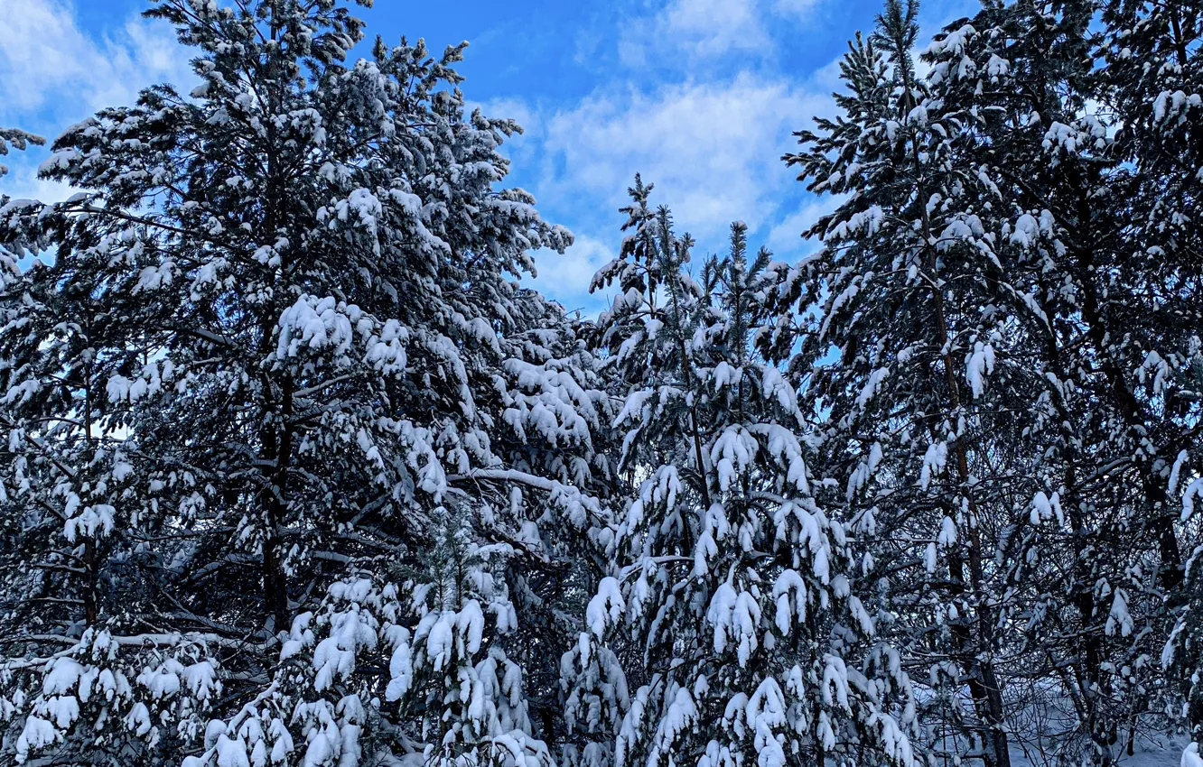 Photo wallpaper winter, snow, winter forest