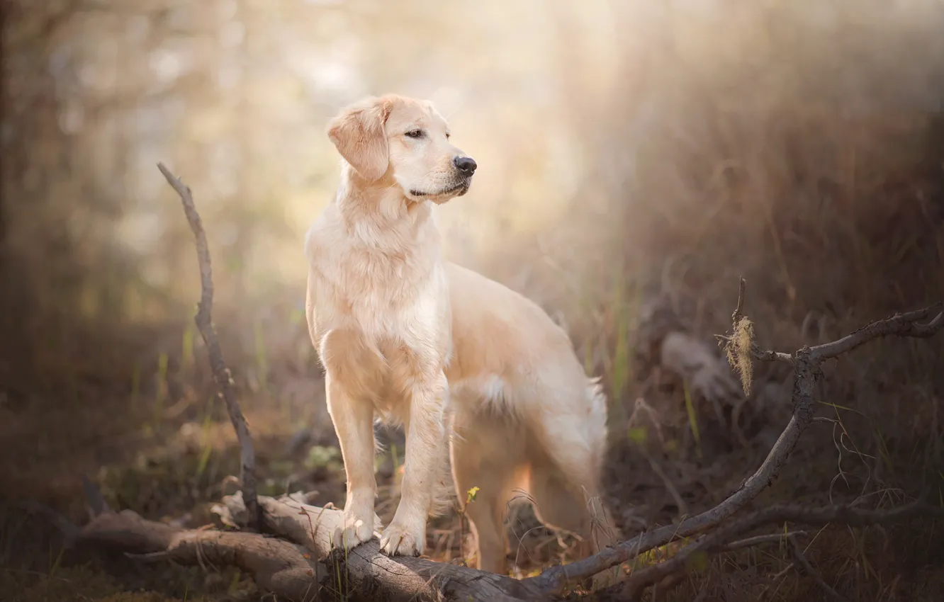 Photo wallpaper branches, dog, bokeh, Golden Retriever, Golden Retriever