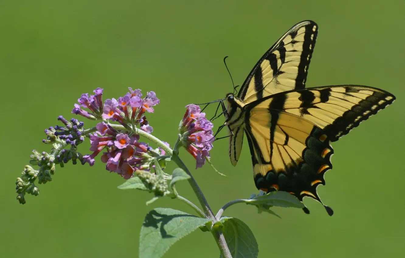 Photo wallpaper nature, background, butterfly, wings
