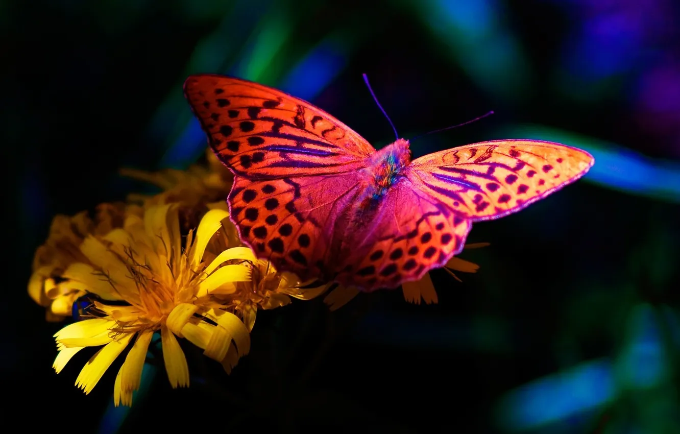 Photo wallpaper flowers, butterfly, flower, butterfly