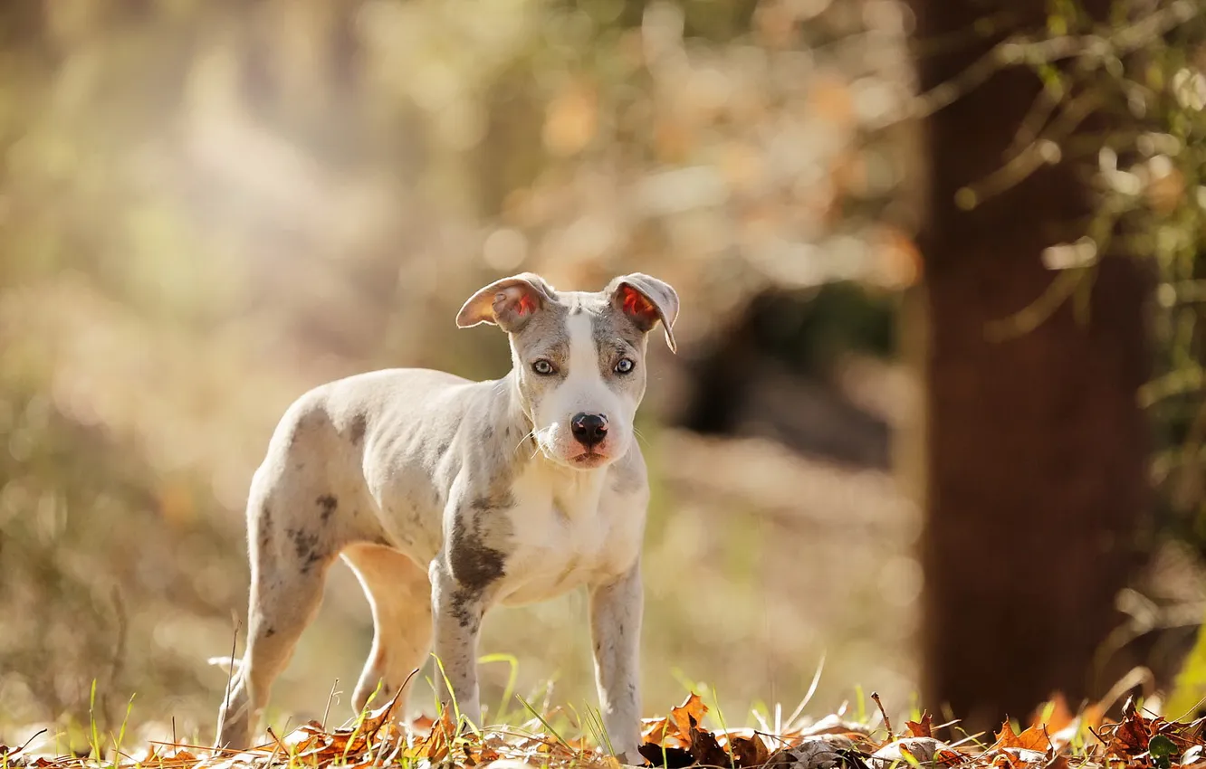 Photo wallpaper look, each, dog