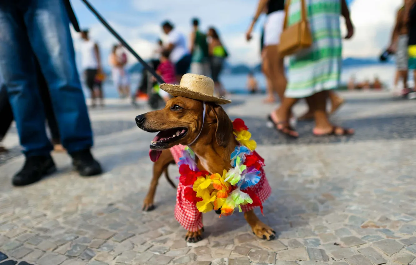 Photo wallpaper beach, hat, Dachshund, carnival, Brazil, Rio de Janeiro, Copacabana